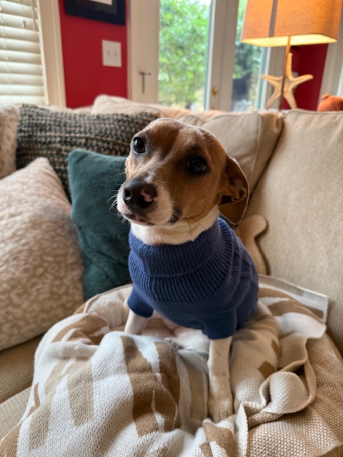 Rescues as a Grand Plan for pets